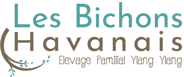 Elevage Chien Bichon Havanais